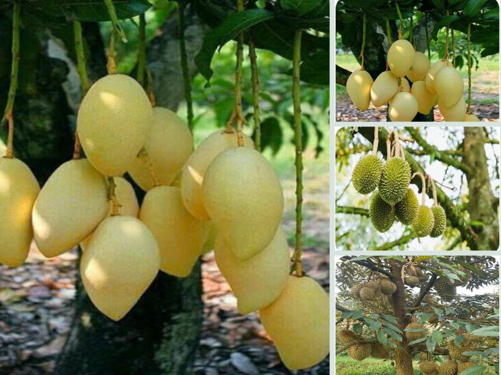 VII. Hiệu Quả KinhTế, Kỹ Thuật và Xã Hội, Tính Khả Thi
